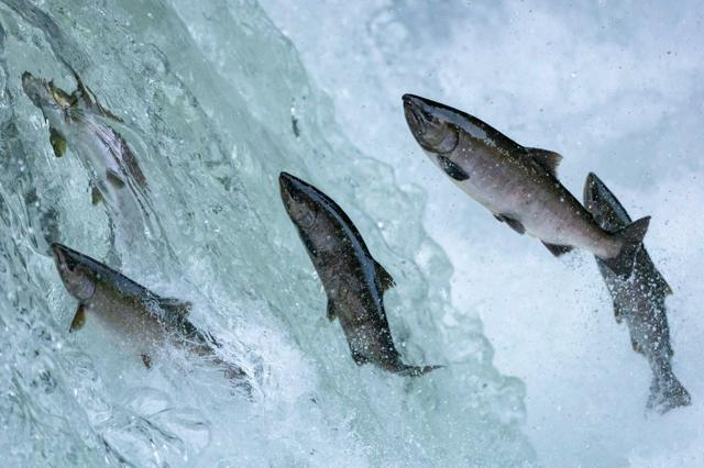 サクラマス3千匹、挑む滝越え　飛び交う魚影、北海道「さくらの滝」