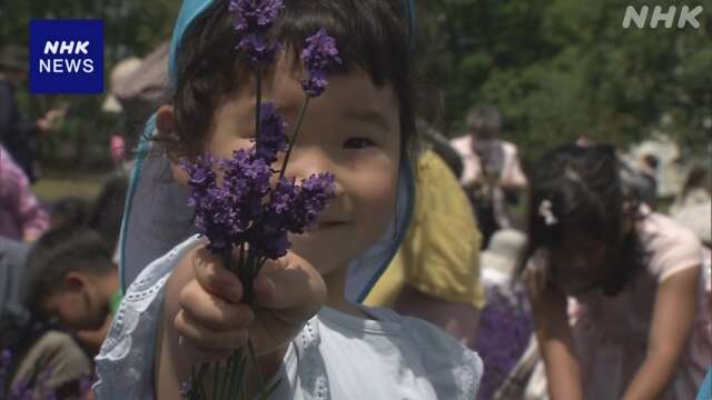 さっぽろ羊ヶ丘展望台でラベンダー摘み取るイベント