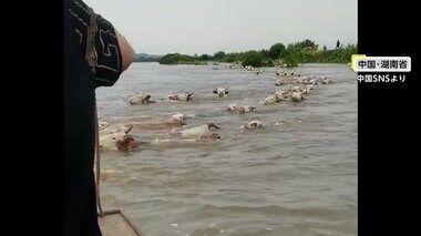 【危険】川の中に大量の牛が…中国最大級の湖の堤防が豪雨で200メートル以上決壊