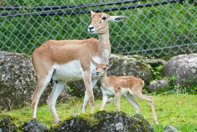 ワピチなど草食動物の赤ちゃん続々誕生　富士サファリパーク