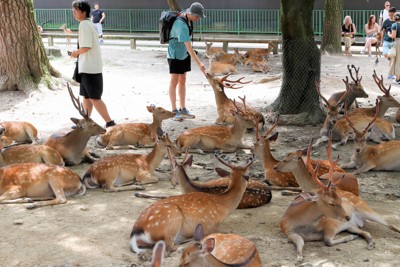 奈良公園のシカ、3年連続増加　「せんべい目当てか」　愛護会調査