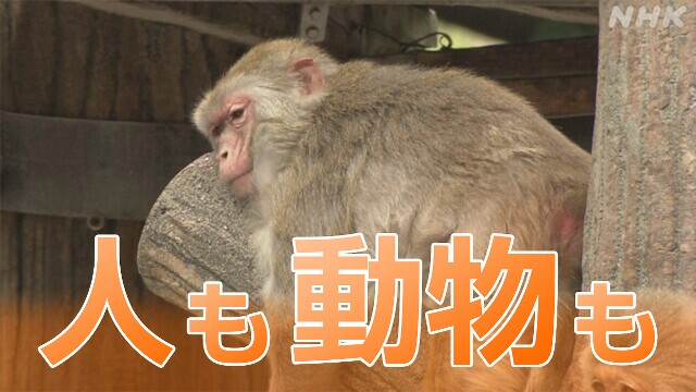 熱中症どう防ぐ 支援システム販売が広がる 職場は 動物たちは