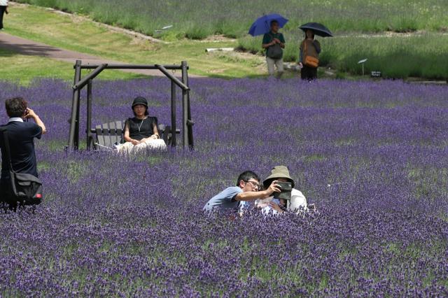 高原に吹くさわやかな風 3万株のラベンダーが見ごろ　群馬・沼田市