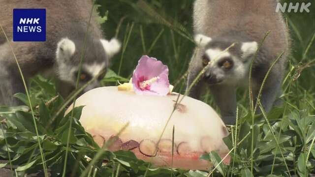 高知 香南 “動物たちにも涼しさを” 餌入り氷のプレゼント