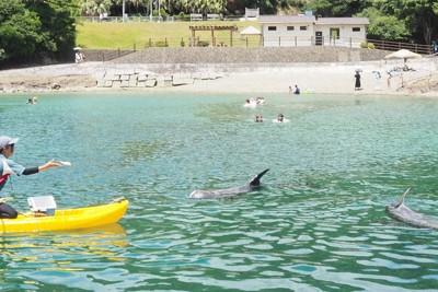 クジラに出会える海水浴場　悠々と泳ぐ2頭に今年も歓声　和歌山