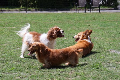 世界の犬と触れ合い　「イヌの館」リニューアル　富士サファリパーク