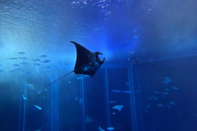 沖縄美ら海水族館でブラックマンタの赤ちゃん誕生　飼育下では世界初