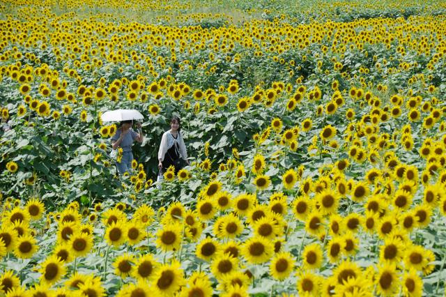 「めっちゃ夏」ひまわり10万本で黄色に　東京・清瀬でフェス