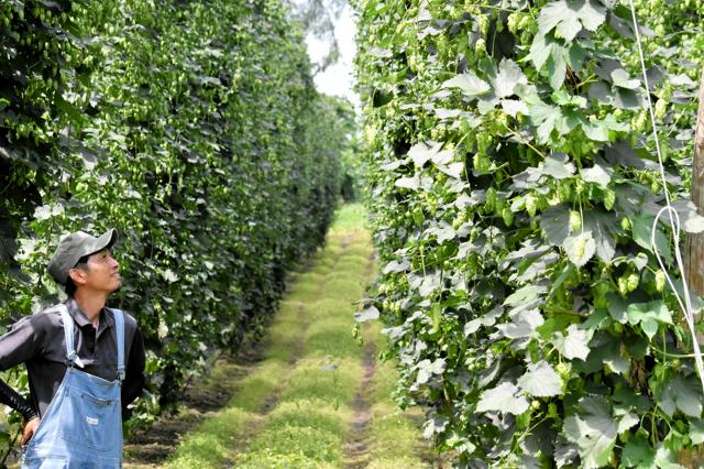 緑のカーテン、秋には黄金のビールへ　上富良野ホップ、収穫お盆ごろ