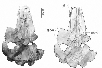 33年前に発見の化石、実は新属新種　「ミエイルカ」と命名　三重