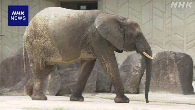 マルミミゾウ 国内で初の妊娠を確認 広島