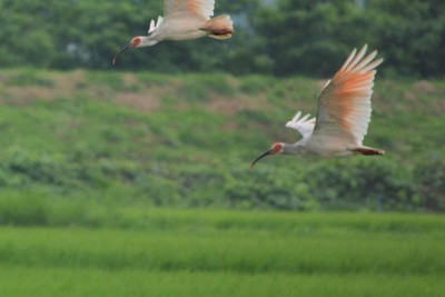 「日本最後のトキ餌付けの地」　石碑に刻まれた幼鳥と島民の物語