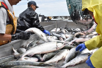 サケふ化放流、北海道が見直し　来遊数低迷、背景に海水温上昇