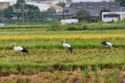 埼玉・川越に珍客　コウノトリ3羽が飛来　「良い縁起もたらして」