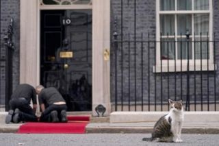 英官邸の人気猫にライバル？　首相が新たに子猫飼育