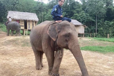 福岡市動物園のアジアゾウ、1頭死ぬ　来日して1カ月、病気か