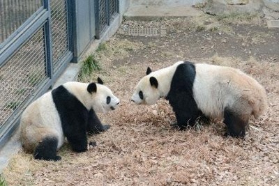 ありがとう、リーリーとシンシン　上野動物園のパンダ、中国へ出発