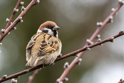 スズメが絶滅危惧種に?　里山の鳥、チョウが急速に減少