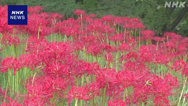 宮城 柴田町で「曼珠沙華まつり」 約50万本の彼岸花が見頃