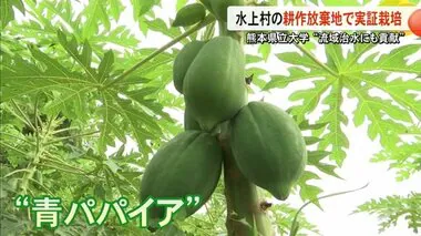 水上村で青パパイア実証栽培 熊本県立大学「流域治水にも貢献」