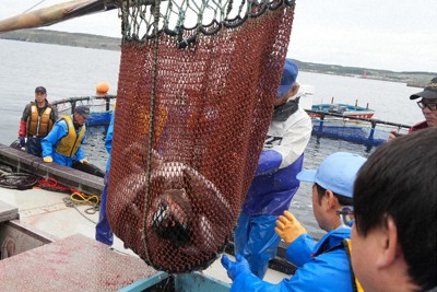 養殖トラウトサーモン初水揚げ　生残率93％と順調　北海道・根室