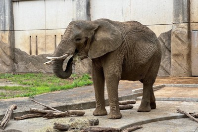 アフリカゾウの人工授精、妊娠に至らず　再挑戦へ　盛岡市動物公園