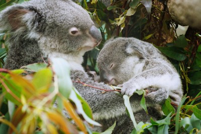 コアラ飼育40年、餌のユーカリは自家栽培　鹿児島の動物園が本出版