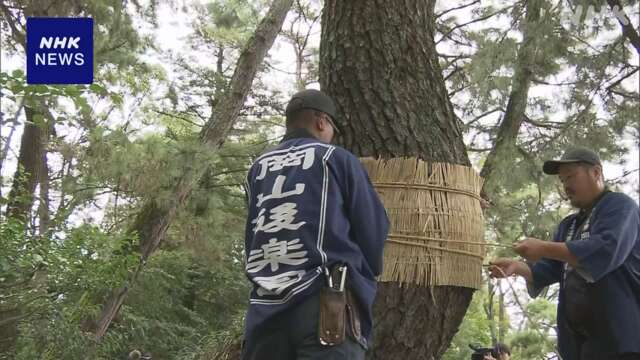 岡山 後楽園 恒例の冬支度「こも巻き」の作業