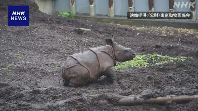 東京 多摩動物公園 50年ぶり誕生 インドサイ赤ちゃん名前募集