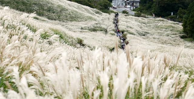 デートでも散歩でも　秋風にススキふわり、箱根・仙石原で見ごろ