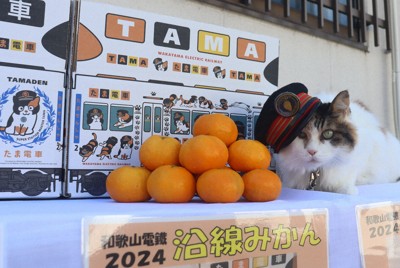 猫駅長がPR「甘さ保証しますニャー」　和歌山電鉄がミカン販売