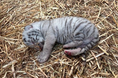 埼玉・東武動物公園　9年ぶりホワイトタイガーの赤ちゃん誕生