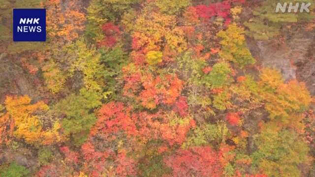 【ドローン映像】秋田  “きみまち阪”の紅葉