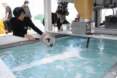 味よく早く育つ「クエタマ」　静岡ガスが陸上養殖、来夏にも出荷