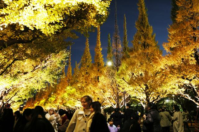 黄金のイチョウ並木に人の波　神宮外苑でライトアップ始まる