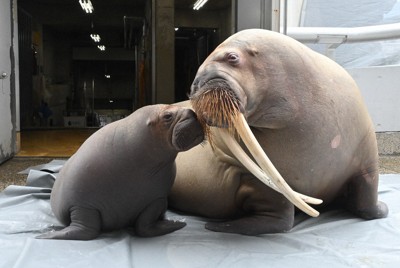 セイウチ赤ちゃんすくすく　繁殖難しく、流産・死産経て誕生　大分