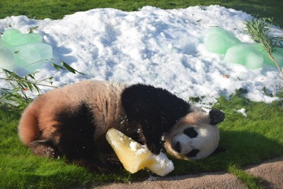 パンダの楓浜4歳　氷抱きしめ、去年より落ち着き　和歌山・白浜