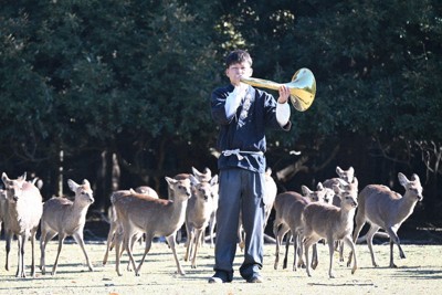 ホルンの音色で大集合　奈良の春日大社で「鹿寄せ」始まる