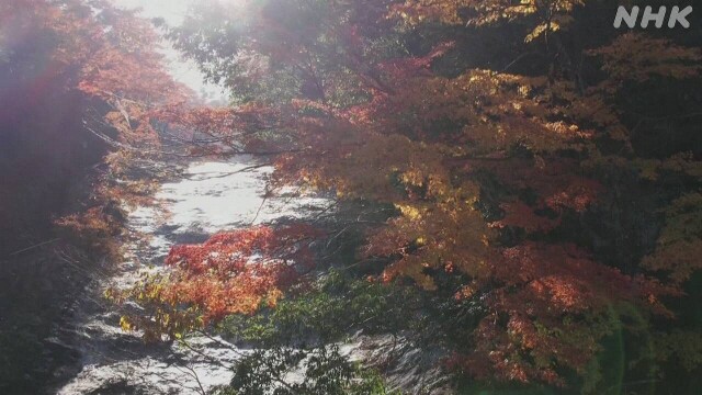 ドローン撮影  “養老渓谷”の紅葉  千葉【各地の紅葉】