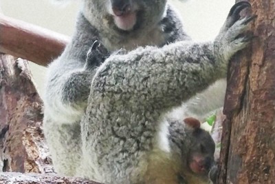 コアラ赤ちゃん、「育児囊」からお目見え　横浜市の金沢動物園