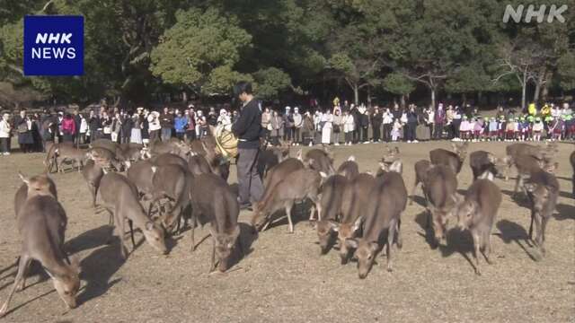 奈良で冬の風物詩「鹿寄せ」 ホルンの音色に約100頭