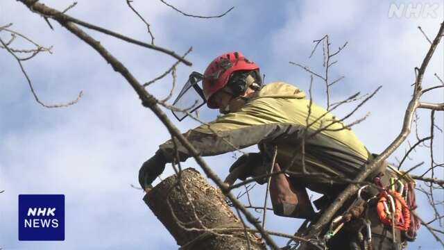 福井 “桜の名所” 足羽川沿いで古い枝のせんてい作業