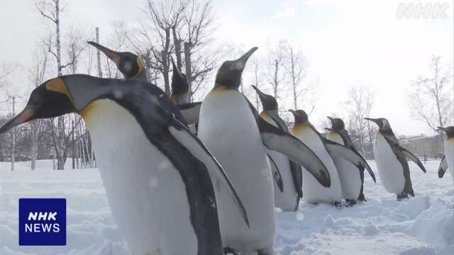 旭川 旭山動物園 恒例の「ペンギンの散歩」始まる