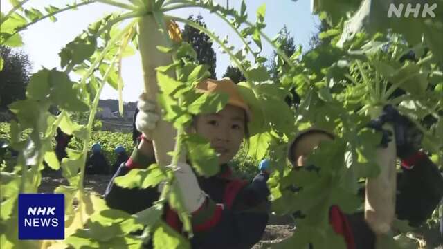 幼稚園児が地元特産「梅谷大根」の収穫体験 京都 木津川