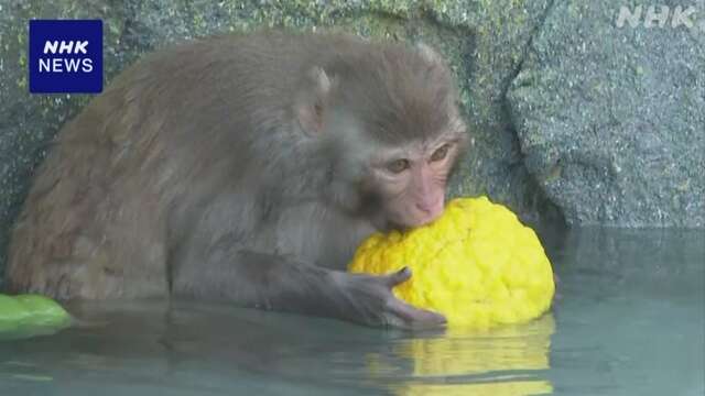 冬至で動物園のサル山にゆず湯 埼玉 宮代町