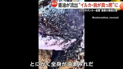 「全身油まみれ」鼻や口の中まで入りぐったりしたイルカ…うずくまる鳥も　タンカー2隻が座礁し約3000トンの重油流出　約49kmの海岸線が汚染…除去まで2年以上か　ロシア