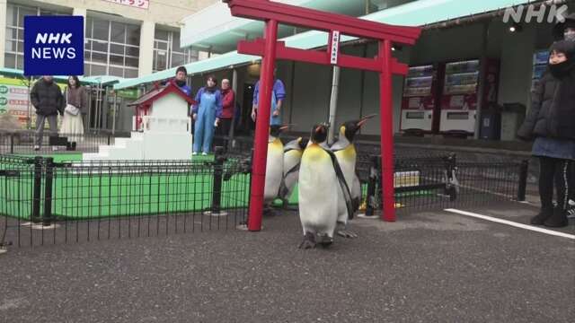 新年を前にペンギンが「初詣」の練習 福井 越前松島水族館