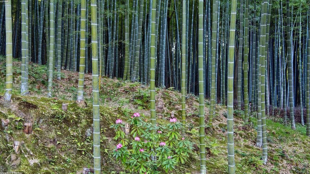 秋の紅葉シーズンに向け、京都・嵐山が観光混雑緩和策を発表 - 画像1