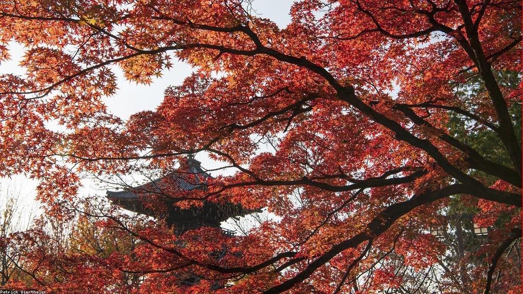 京都、秋の観光シーズンに向け混雑緩和策を発表 - 画像1