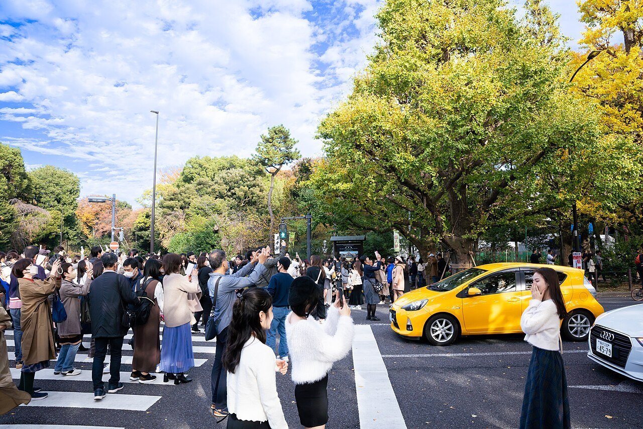 明治神宮外苑のイチョウ並木が色づく、例年より早い見頃で観光客に人気 - 画像3